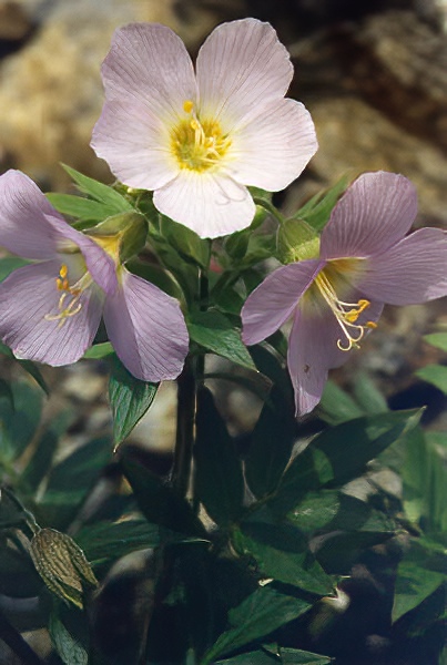 Polemonium carneum photo